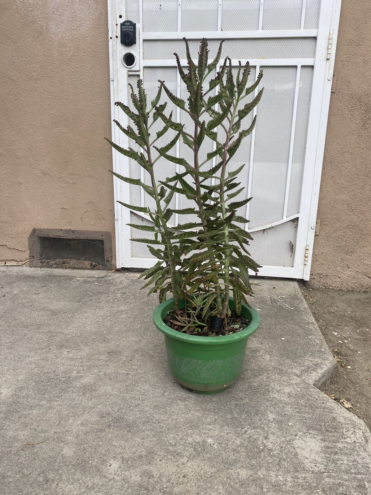 Succulent
