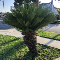 2 Sago palms 
