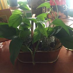 Brass planter with plant