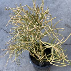 Big Fire Stick Plant