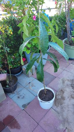 Mispero/loquat tree