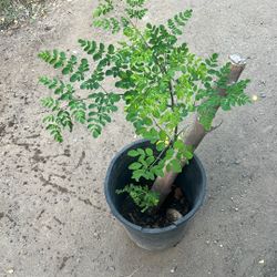 Moringa /malunggay Tree