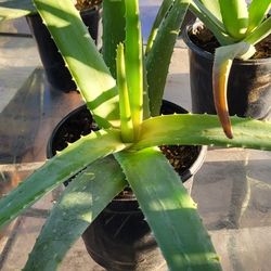 Aloe Vera 