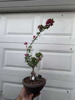 Pixie Bougainvillea Bonsai