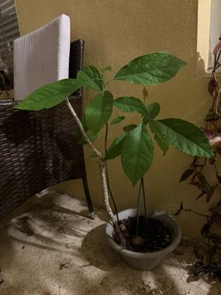 2 Avocados Plants