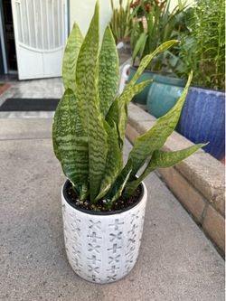 Snake Plant dwarf or ( Sansevieria trifasciata ) with ceramic pot $25