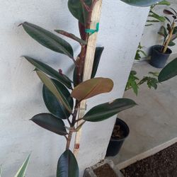Plantas