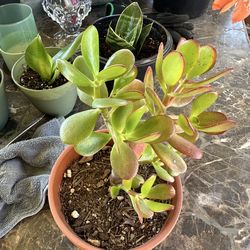JADE PLANT