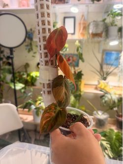 Philodendron Pink Mican