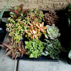 Succlents/cacti