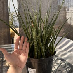 Sansevieria Snake Plant 