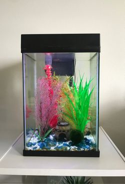 10 gallon tank