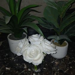 Decor plants 