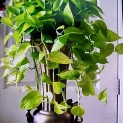 Beautiful Neon Pothos 