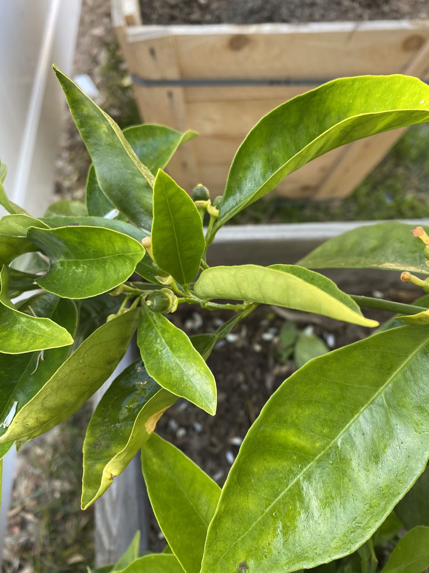 Arboles Frutales 24 galones, image size:1440x1920