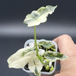 Alocasia Simpo Albo