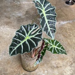 Mature Alocasia Polly
