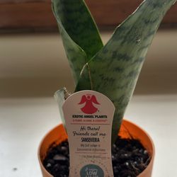 Snake Plant