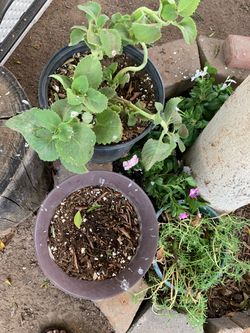 Really Nice Moss Rose and Basil Plants