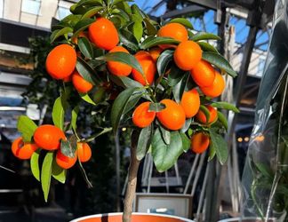 Kumquat Fruit Trees / Árboles De Naranjas Pequeñas $50 each