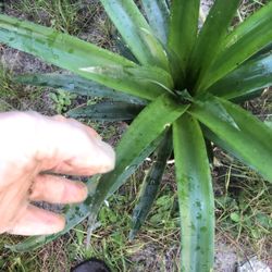 Organically Grown Pineapple Plants  