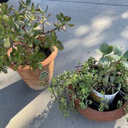 Two Terracotta Pots Planters With Succulents 
