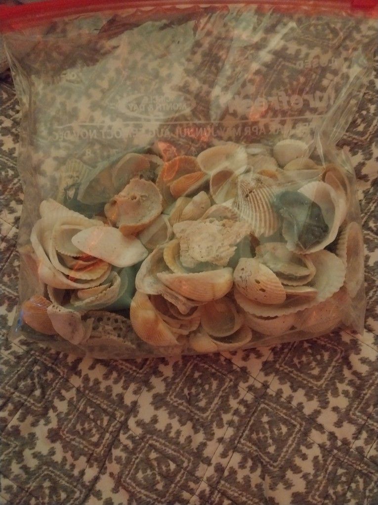 Bag Of Sea Shells 7 Dollars