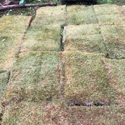 z-52 sod
