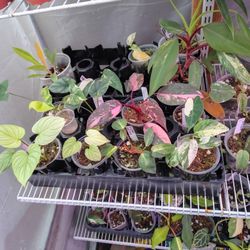 Lots And Lots Of Plants For Sale. 