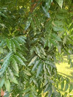 Neem Leaves…$10 A Bag