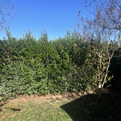 Ficus Ninitida 7ft Tall