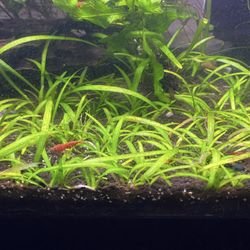 Aquarium Plant; Dwarf Sagittaria 
