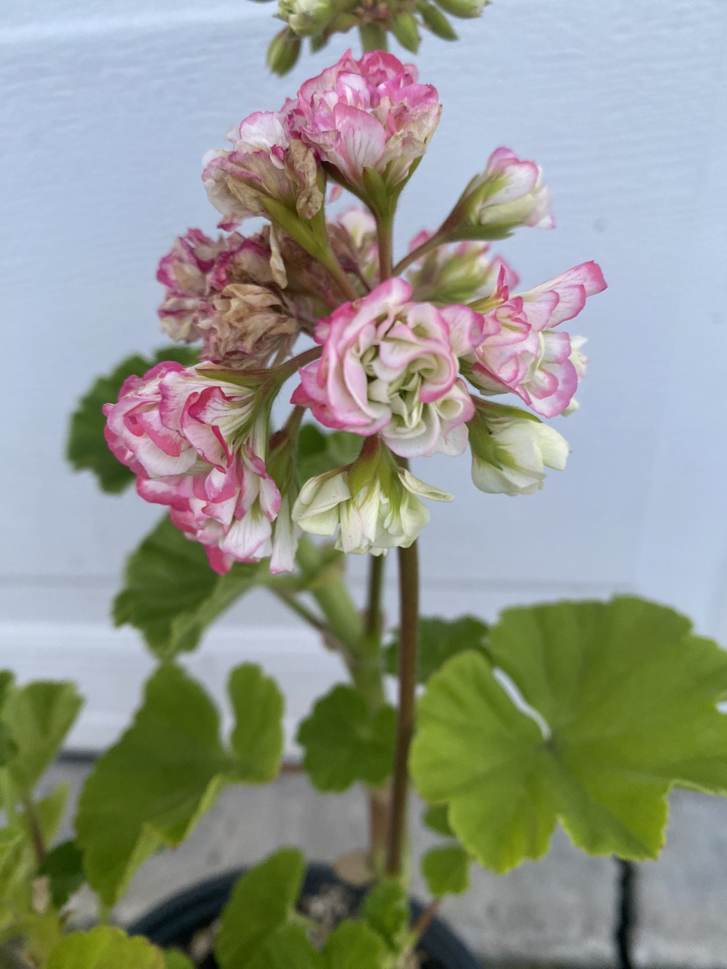 Geranium AppleBlossom Rosebud’ Plant, In 6 Inch Pot Pick Up Only