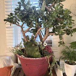 Big 16 Year Old Jade Plant Tree w/ Cacti in Distressed Red Pot