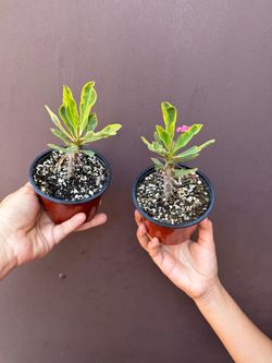 4” variegated crown of thorns