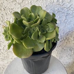 1 Gallon Pot - Succulent Plant - Aeonium Lindleyi -  Tree of Love - Rooted & Established - Drought Resistant - 🪴 