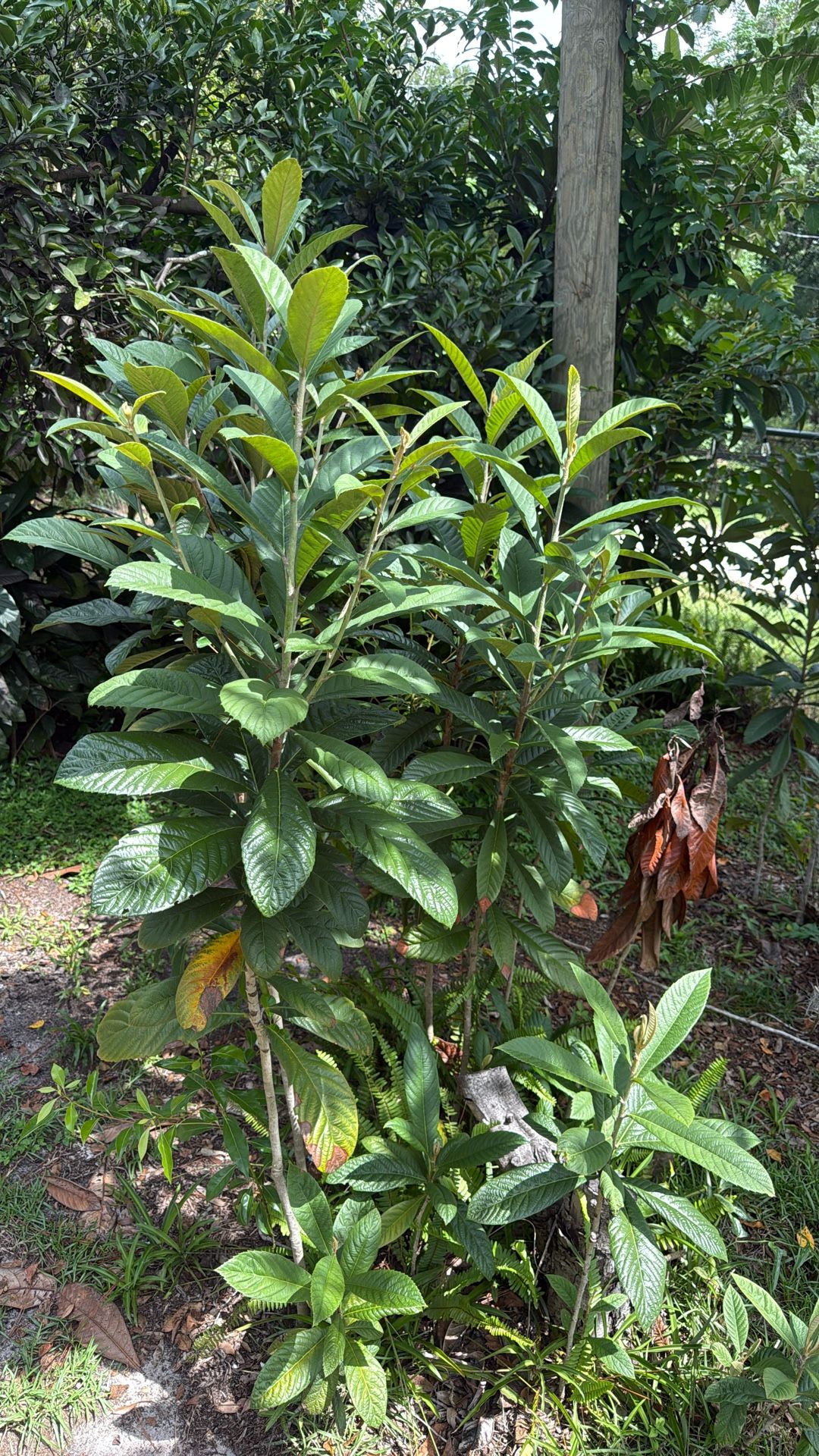 Loquat Trees $5 Crate Myrtle , Camphor, and bamboo $5 You Dig