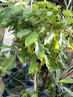 Cluster Fig Tree (Ficus racemosa) Cây Sung Vietnam