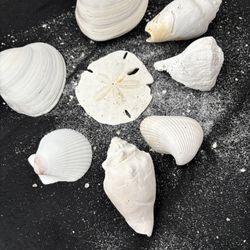 Sea Shell Set For The Aquariums And Home Decorations 