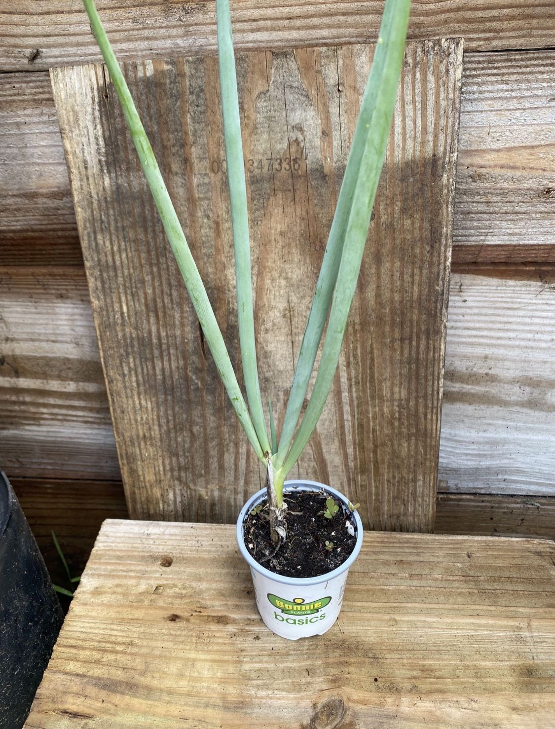 Sm Green Onion Scallion Plant