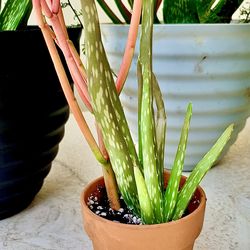 Aloe  Vera,  elephant  plants, fire sticks