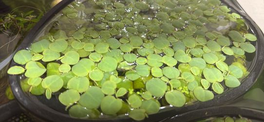 Red Root Floaters - Aquarium Plant
