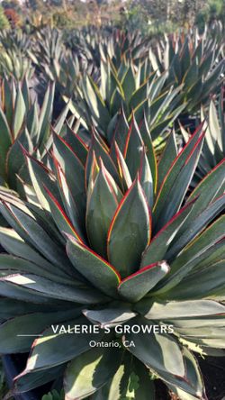 Agave Blue Glow