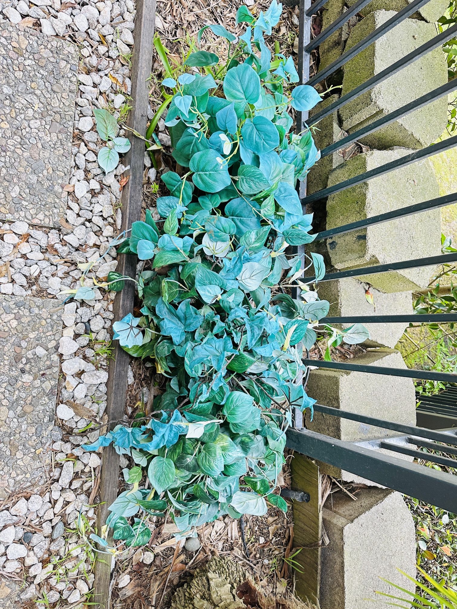 2 Fake Plant Home Decor, Pick Up By UCSD