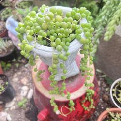 String Of Pearls Outdoor Plant