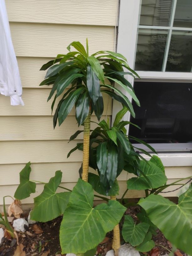 Indoor Decoration Plants Palm Trees