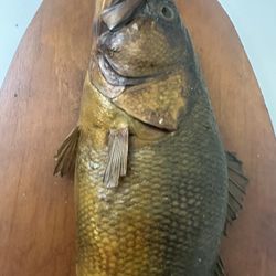 Old Antique Bass Mount