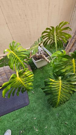 Plant