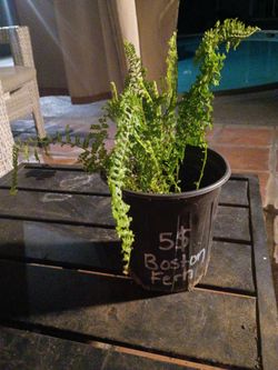 Boston Fern