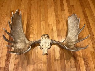 Giant moose antlers